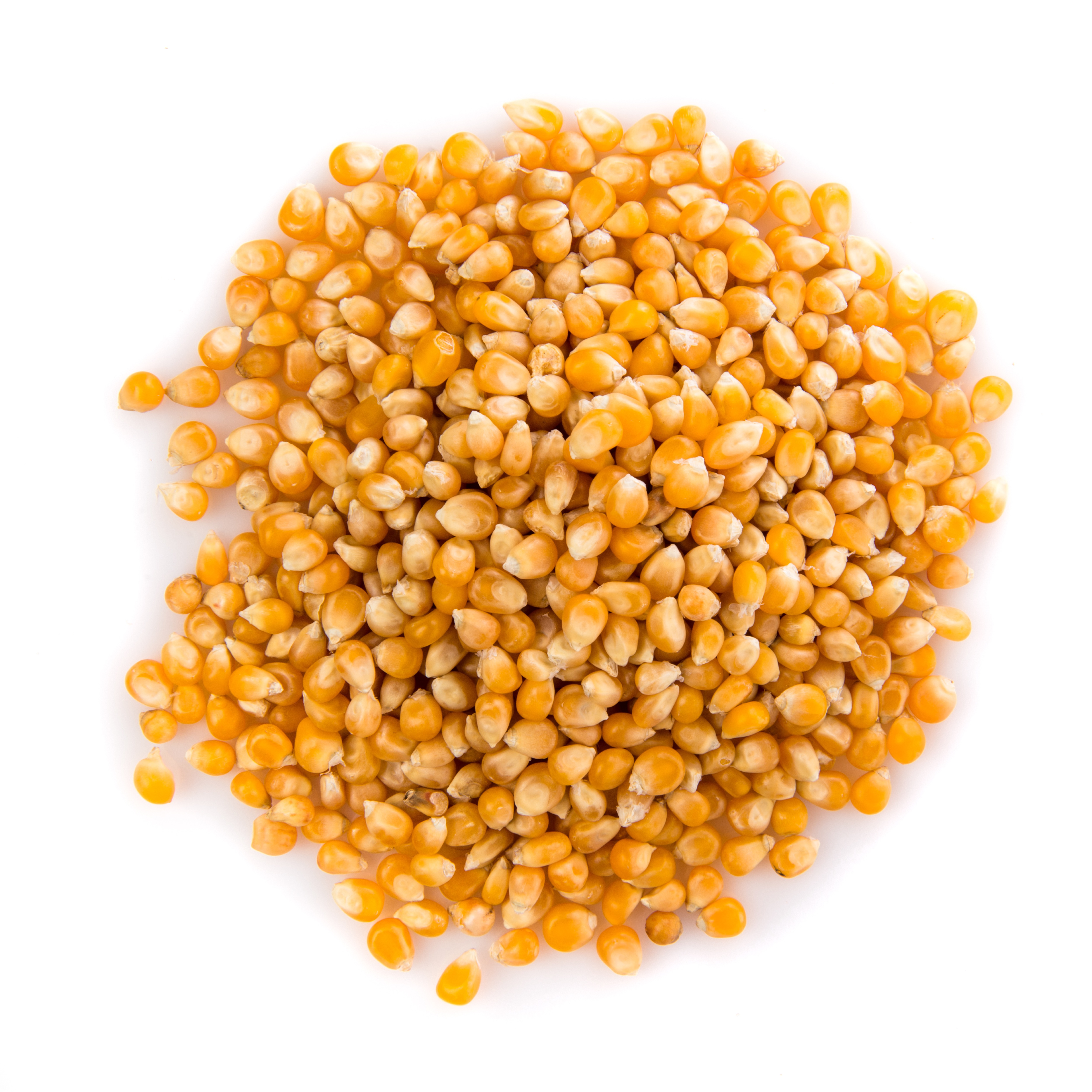 Yellow Corn Seeds